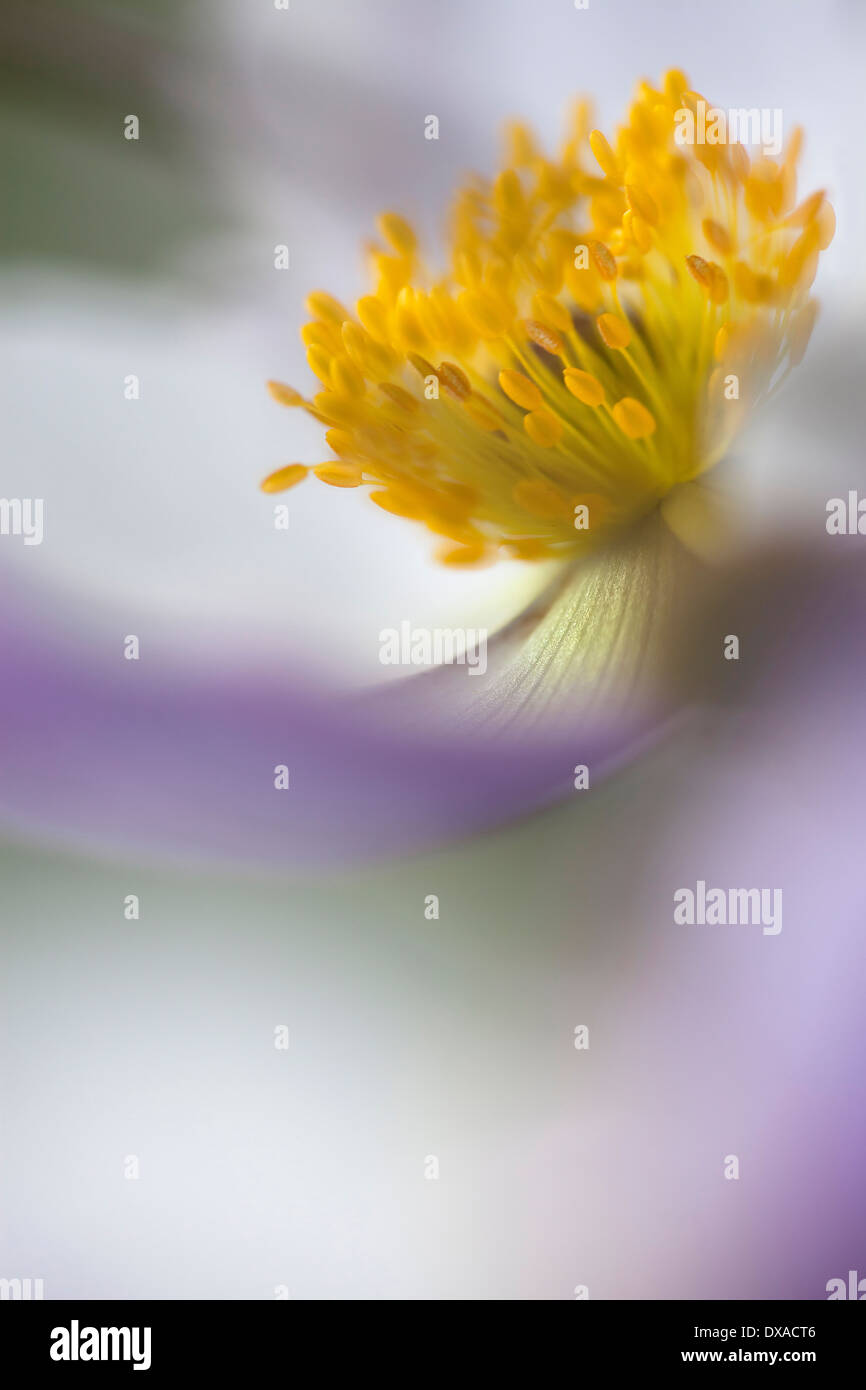Anemone "wilder Schwan" schließen Seitenansicht zeigt Staubgefäße und grau-blaue Streifen an der Unterseite der weißen Blütenblätter. Stockfoto