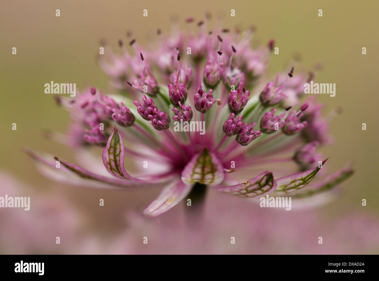 Sterndolde, Astrantia major 'Pink Penny', Seite Nahaufnahme der Blüte rosa und grün. Stockfoto