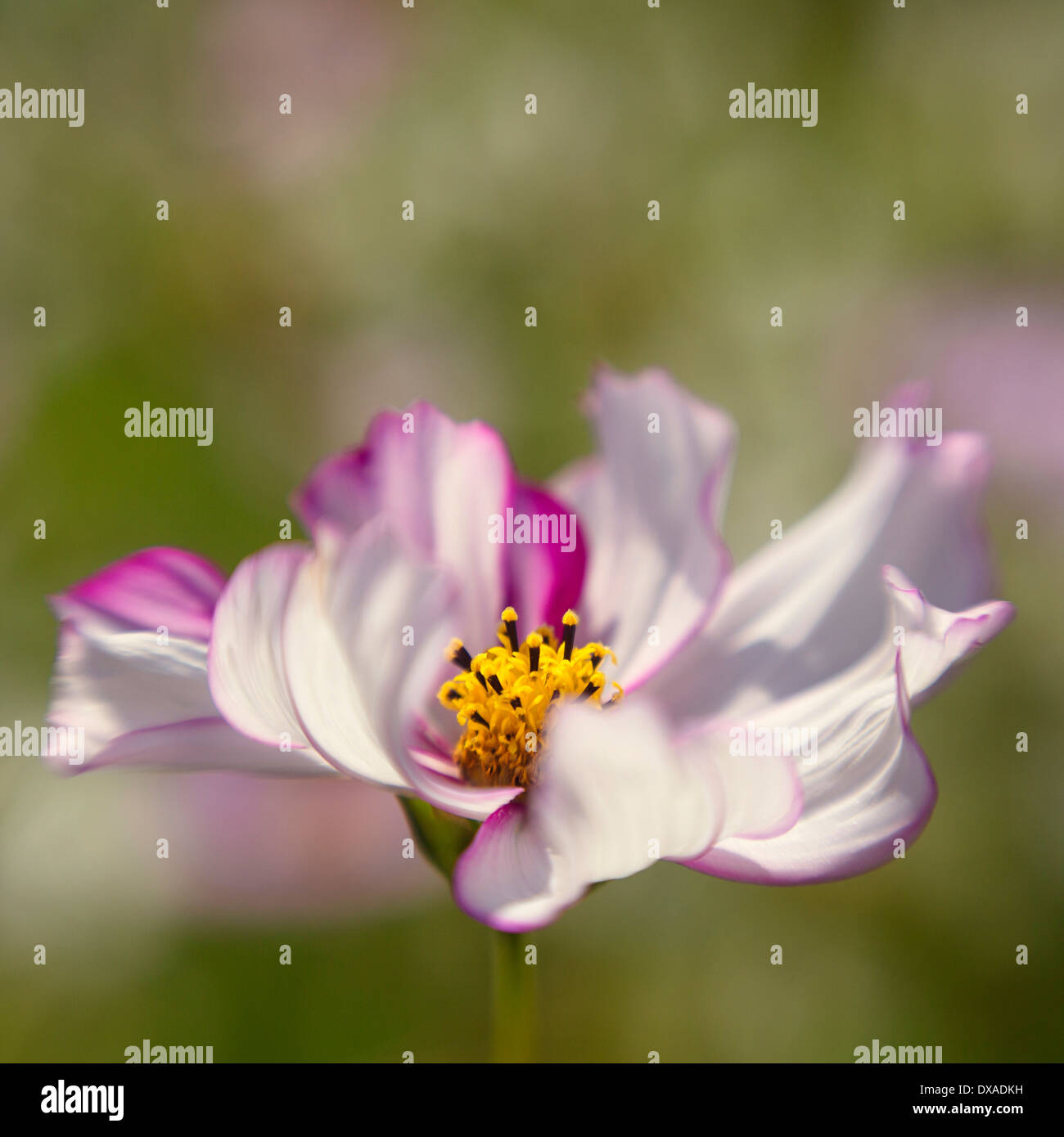 Cosmos Bipinnatus "Rose Picotee' zeigt ihre gekräuselten gestreiften Blütenblätter. Stockfoto