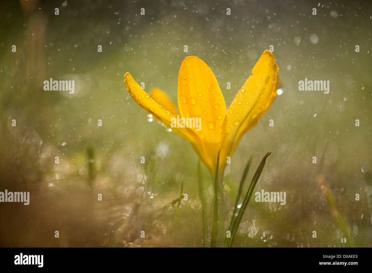 Krokus, gelbe Blume während Regendusche. Stockfoto