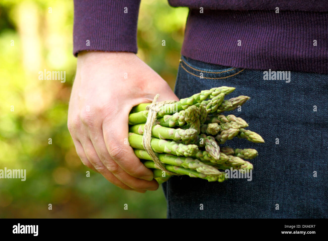 Spargel. Gärtner, der frische grüne Spargel (Spargel officinalis) in einem Garten hält, Großbritannien Stockfoto