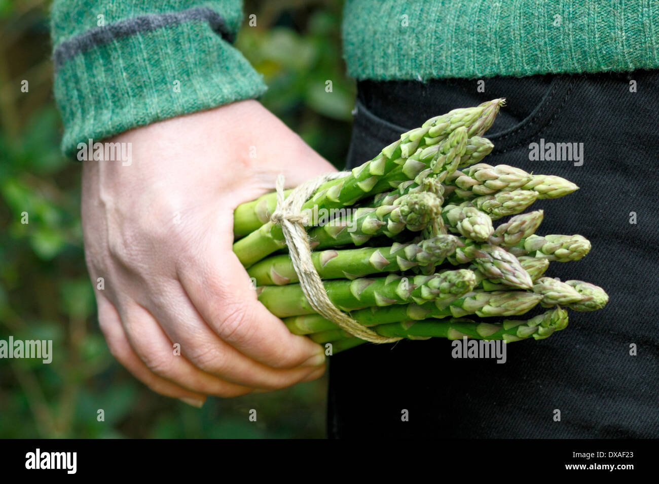 Mann mit frischem grünem Spargel (Spargel Officinalis) spears in einem Garten, UK Stockfoto