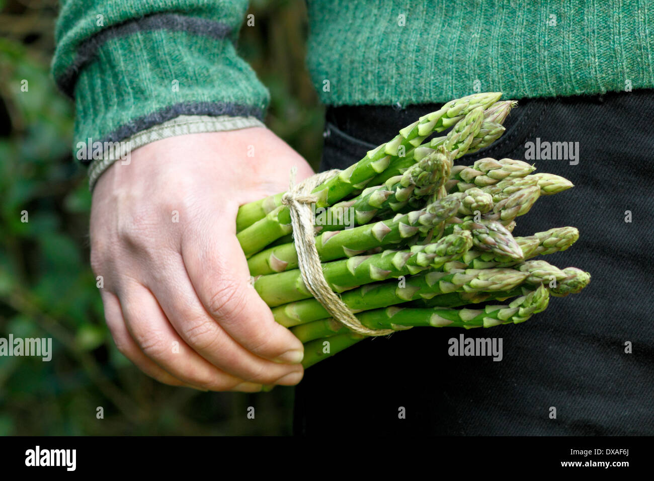 Mann mit frischem grünem Spargel (Spargel Officinalis) spears in einem Garten, UK Stockfoto