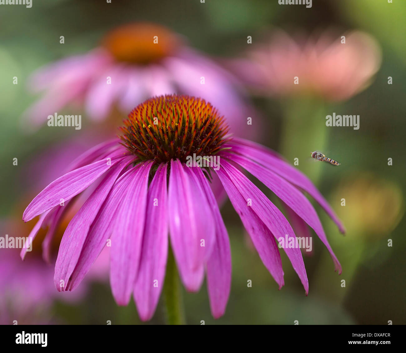 Sonnenhut, Echinacea Purpurea Flowerhead gegen andere Weichzeichner hinter Hoverfly im Flug nähert sich die Blume. Stockfoto