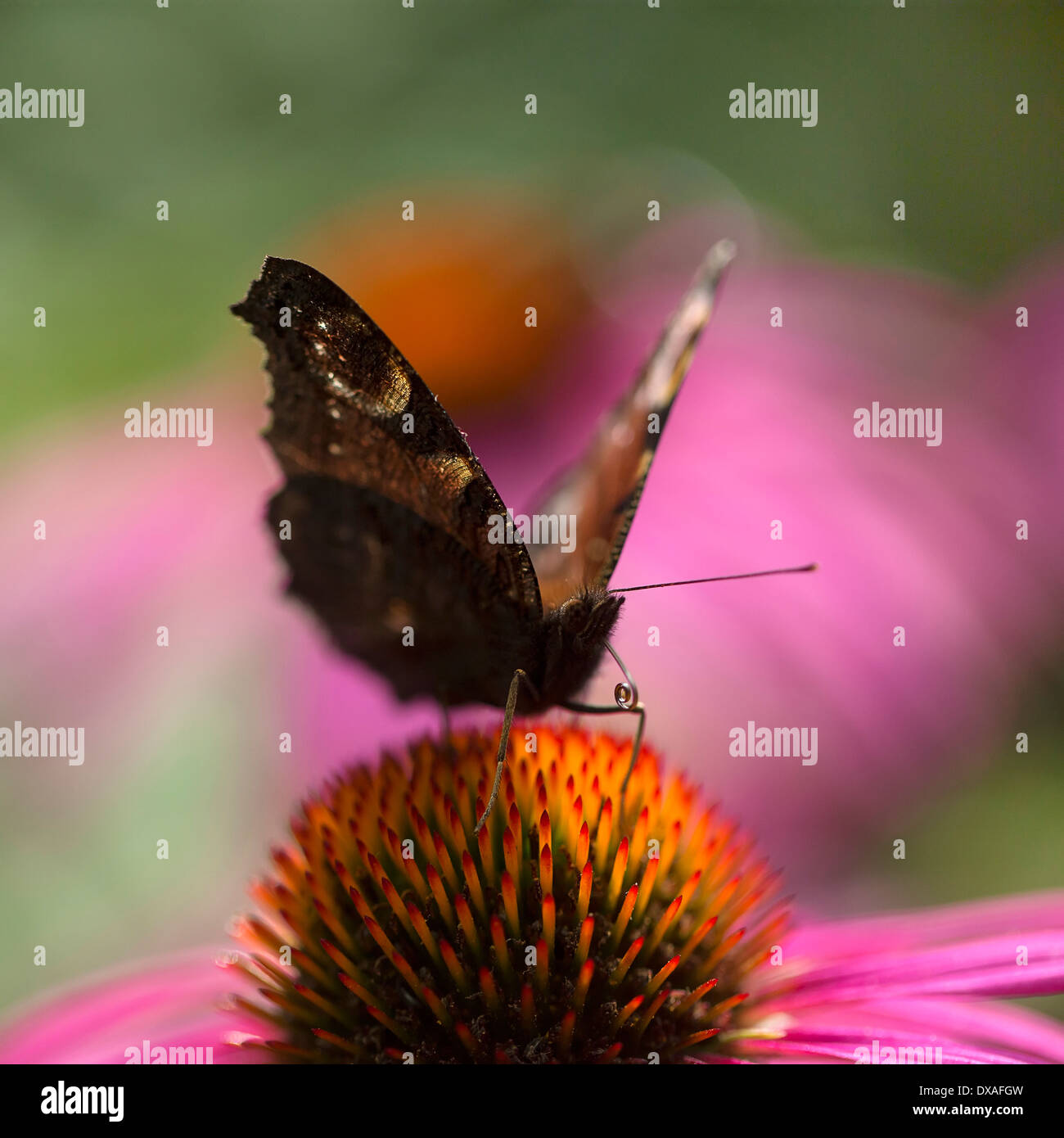 Purpur-Sonnenhut Echinacea Purpurea Flowerhead gegen andere Weichzeichner hinter Tagpfauenauge auf die Staubfäden der sitzen die Stockfoto