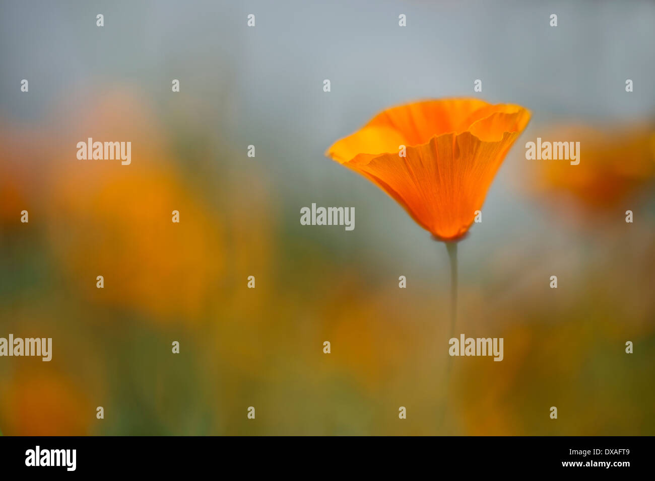 Kalifornischer Mohn, Eschscholzia Californica 'Orange King' mit anderen unscharf im Hintergrund. Stockfoto