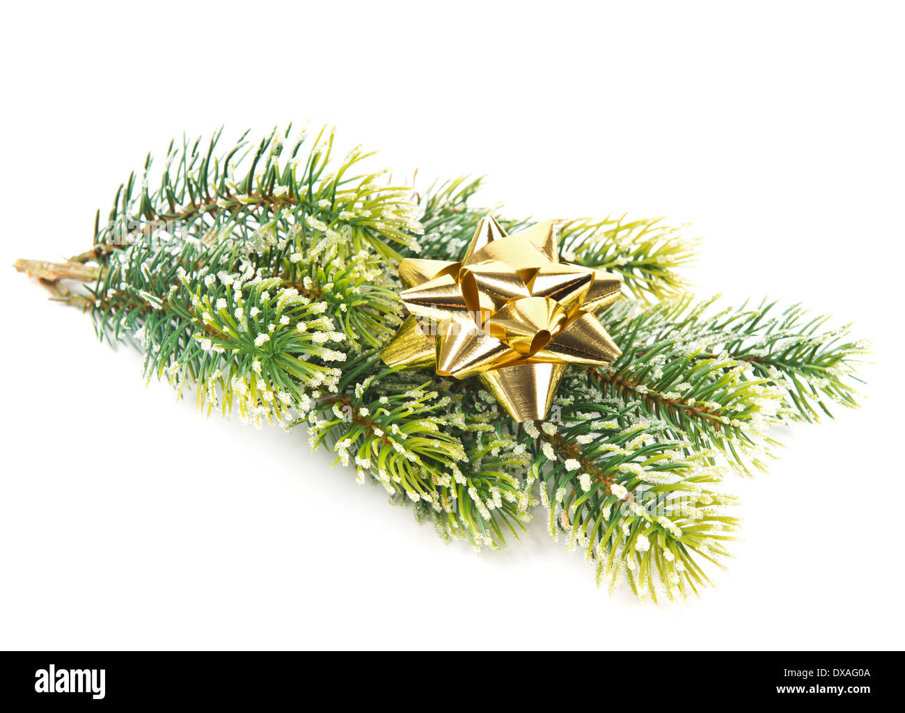 immergrüner Baum mit goldenen Band. Weihnachten und Silvester Dekoration Stockfoto