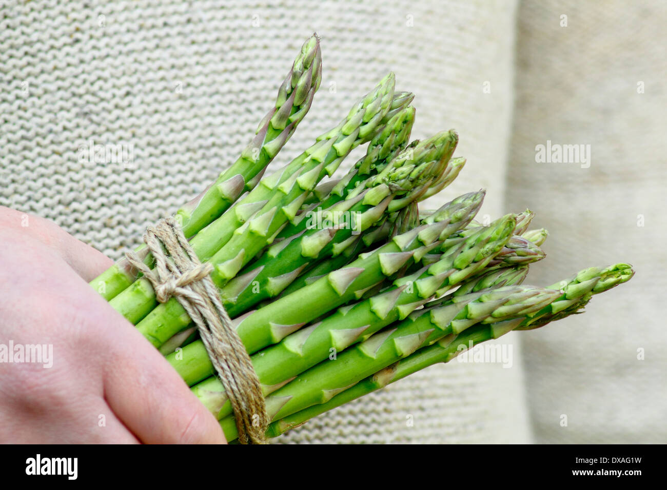 Mann mit frischem grünem Spargel (Spargel Officinalis) spears in einem Garten, UK Stockfoto