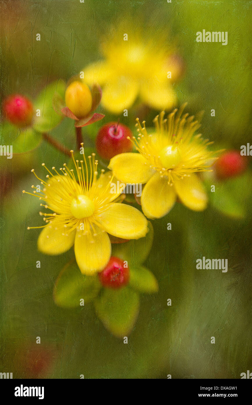 Johanniskraut, Hypericum Perforatum, Flowerhead zeigt 3 Blumen und einige Beeren. Stockfoto