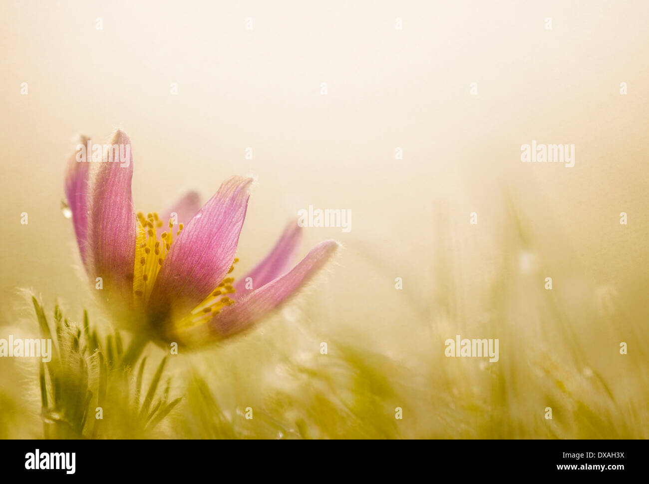 Küchenschelle Pulsatilla Vulgaris, einzelne Blume unten links in der Frame-Hintergrundbeleuchtung im morgendlichen Sonnenlicht. Stockfoto
