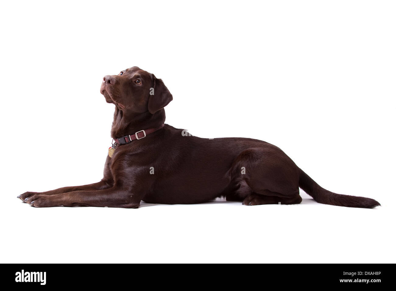 Chocolate Labrador Retriever Welpe isoliert auf weißem Hintergrund Stockfoto