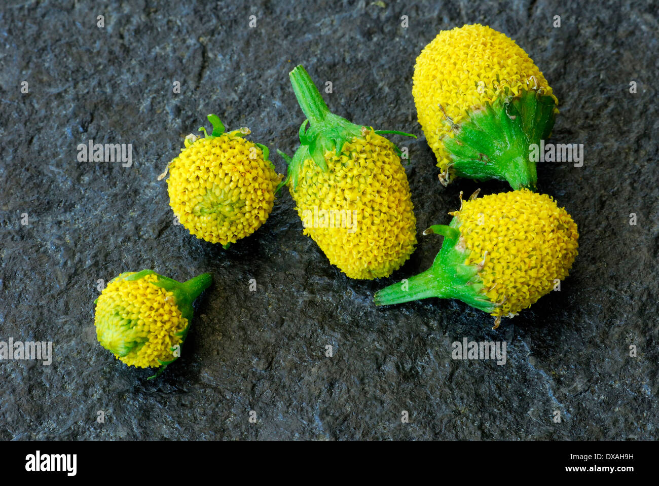 Peek a Boo Stockfoto