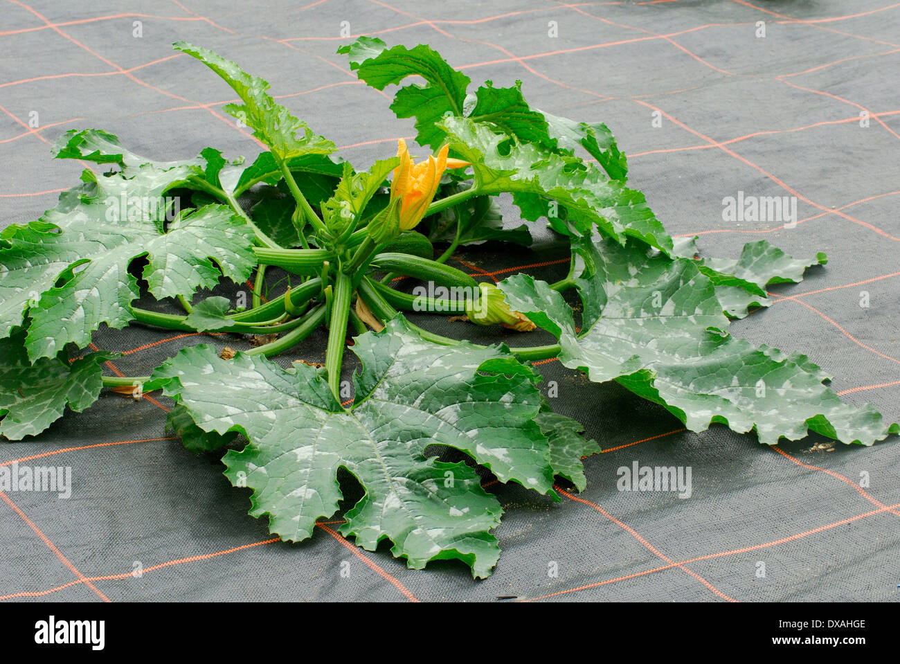 Anbau von Zucchini Stockfoto