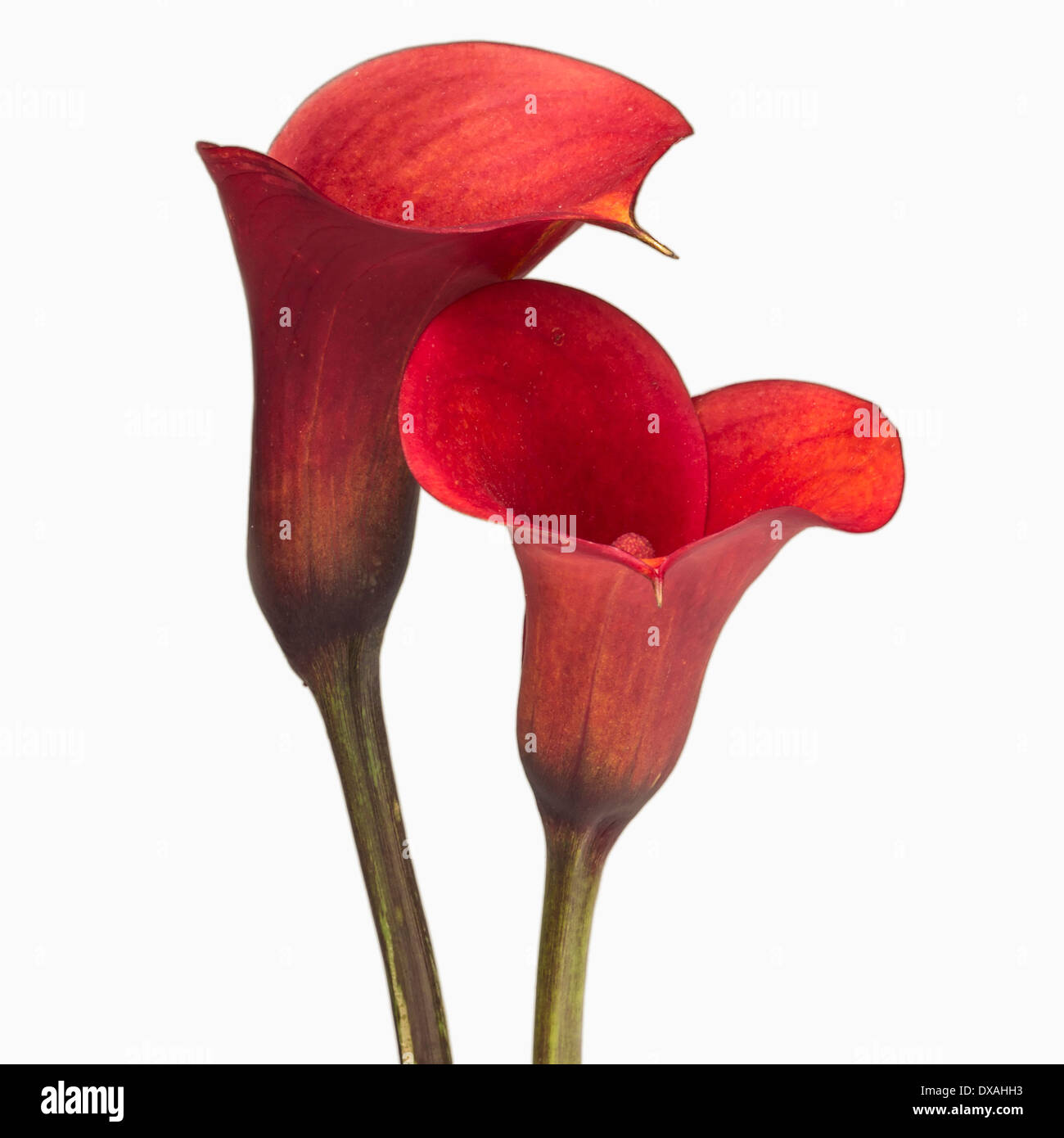 Calla Lily, Zantedeschia Rehmannii 'Mango', zwei rote Blüten nah beieinander in einer intimen Position. Stockfoto