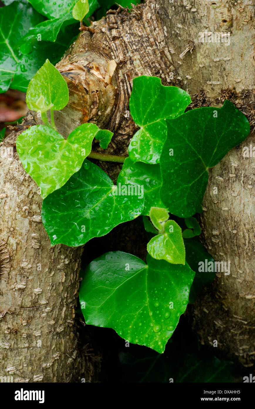 Ivy Stockfoto