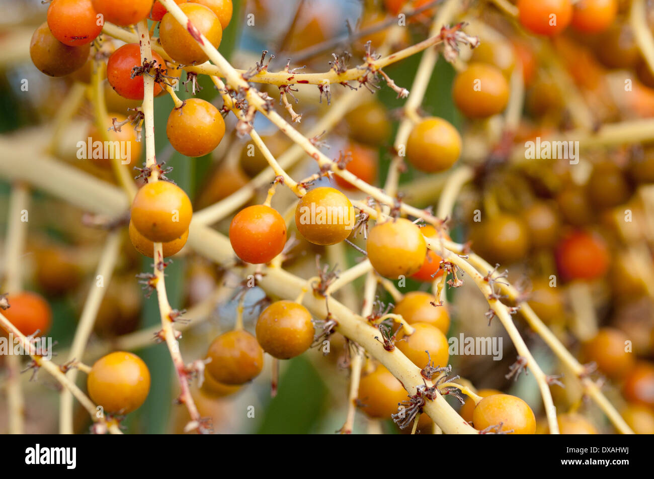 Kanarischen Drachenbaum, Dracaena Draco, Masse von Orange gefärbte Beeren. Stockfoto