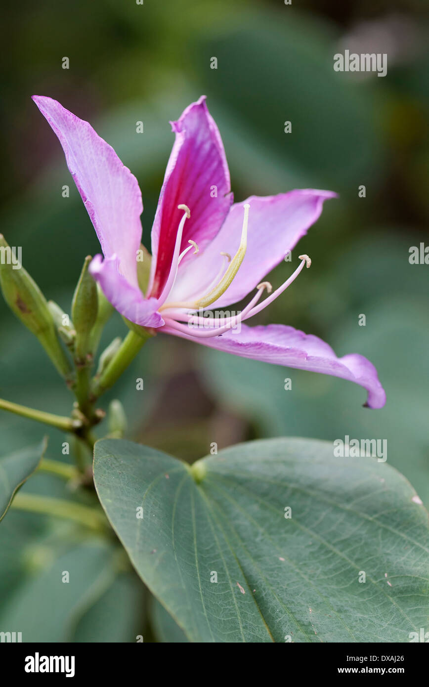 Orchidee-Baumes, Bauhinia Variegata, lila Blüten. Stockfoto