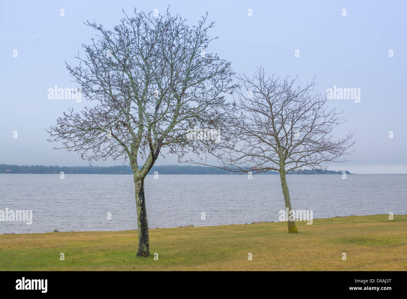Zwei Bäume von See Vanern in Amal, Värmland, Schweden im März. Stockfoto