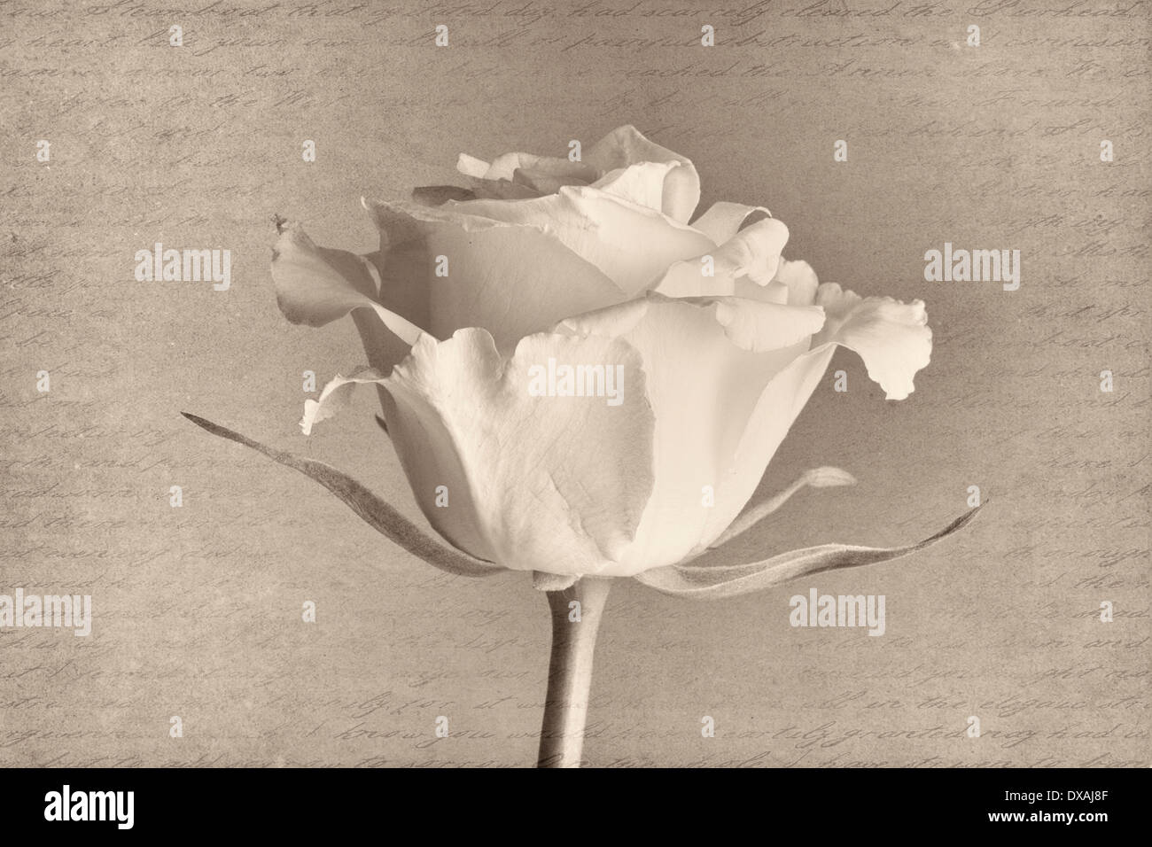 Rose, Rosa, schwarz & weiß Seitenansicht vor dem Hintergrund der Handschrift. Stockfoto