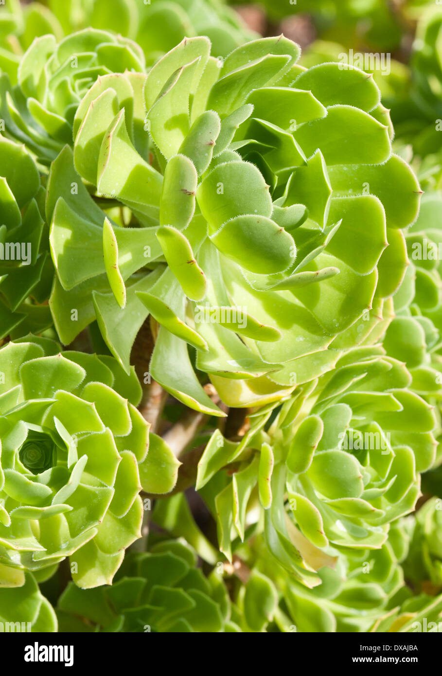 Aeonium, Baum Aeonium, Aeonium Arboreum, Nahaufnahme zeigt Muster. Stockfoto