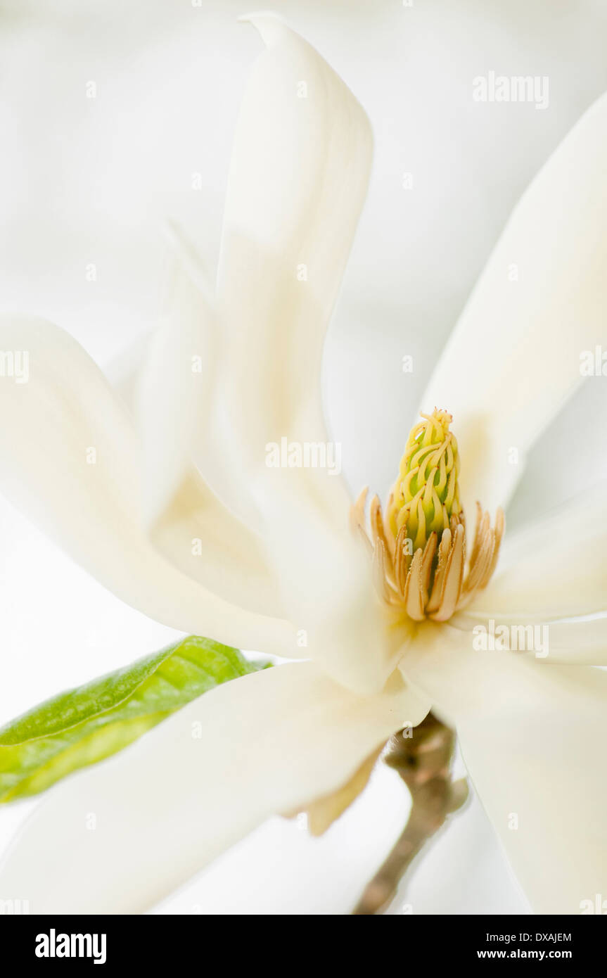 Magnolie, Magnolia "Gold Star", hautnah Deatil der Blume. Stockfoto