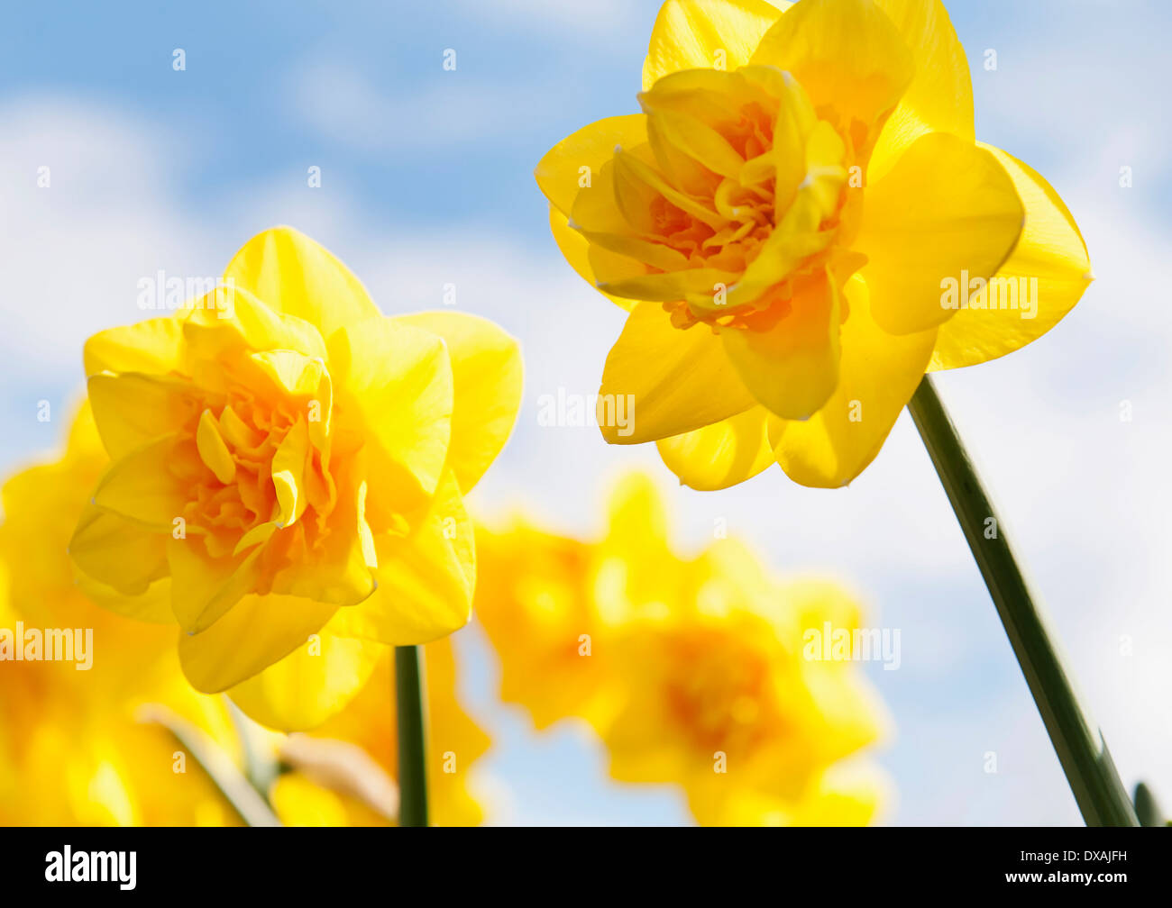 Narzissen 'Jack the Lad', Narcissus "Jack the Lad", gelbe Blumen wachsen im Freien vor einem blauen Himmel. Stockfoto