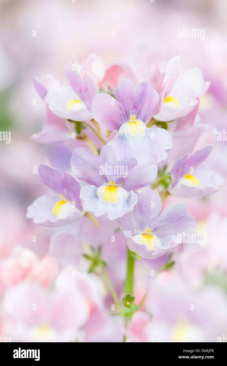 Nemesia Nemesia 'Amelie', Nahaufnahme von lila Blüten. Stockfoto