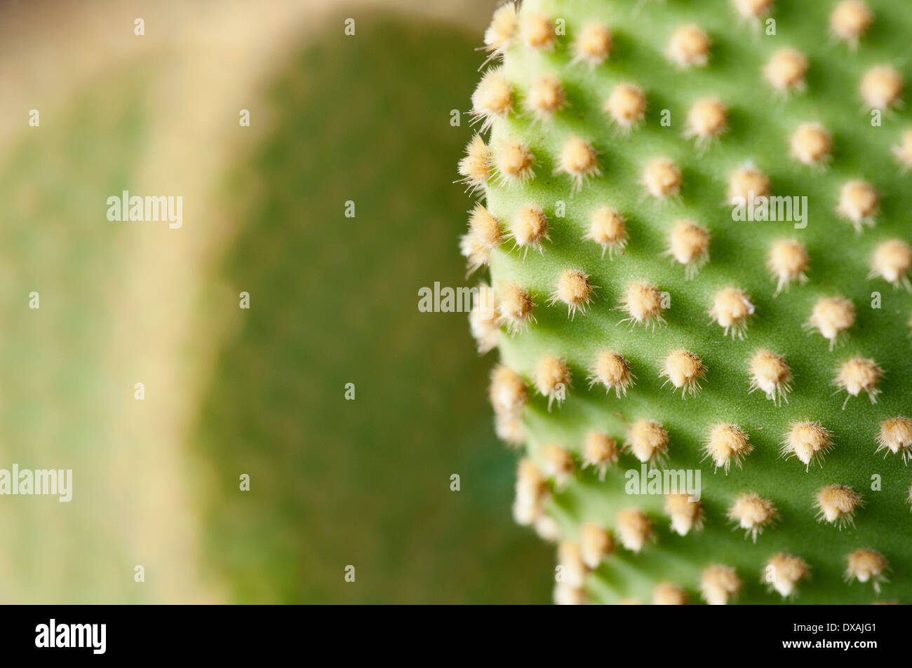 Polka Dot Kaktus, Bunney Ohren, Opuntia Microdasys Aureispina hautnah Deatil zeigt Textur. Stockfoto