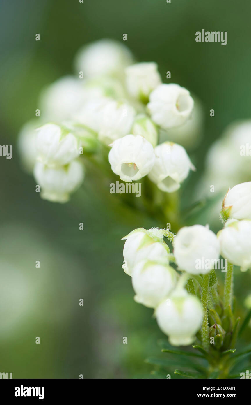 Aleutian Mountainheath, Phyllodoce Aleutica, zarten weißen Blüten. Stockfoto