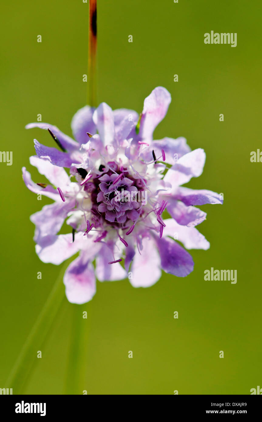 Witwenblume, Witwenblume, Knautia Arvensis, lila farbigen Feldblume wachsen im Freien. Stockfoto