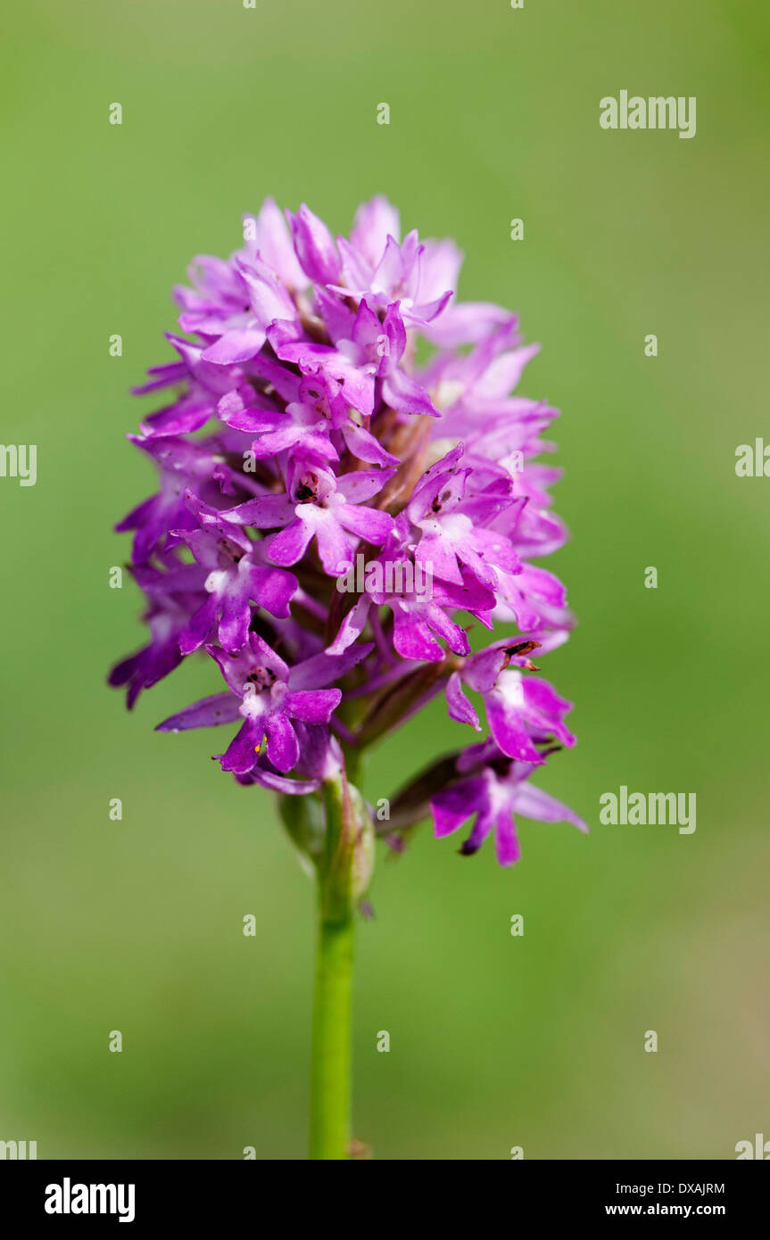 Orchidee, entdeckt gemeinsame Orchidee, Dactylorhiza Fuchsii, lila gefärbten Blüten wachsen im Freien. Stockfoto