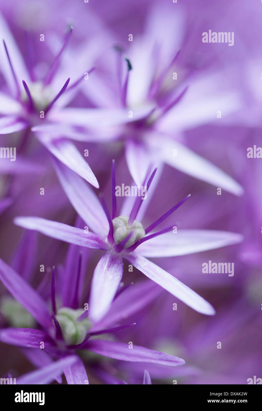 Allium 'Globemaster' Flowerhead Nahaufnahme zeigt Sterne geformte Blüten. Stockfoto
