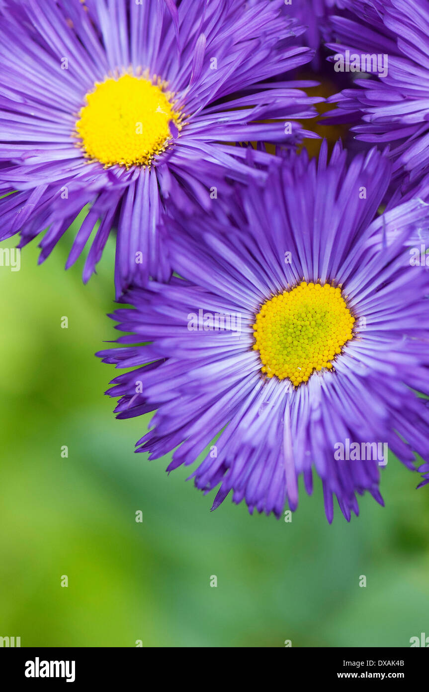 Aster Novi-Belgii 'Chequers', 2 geöffnete Blüten. Stockfoto