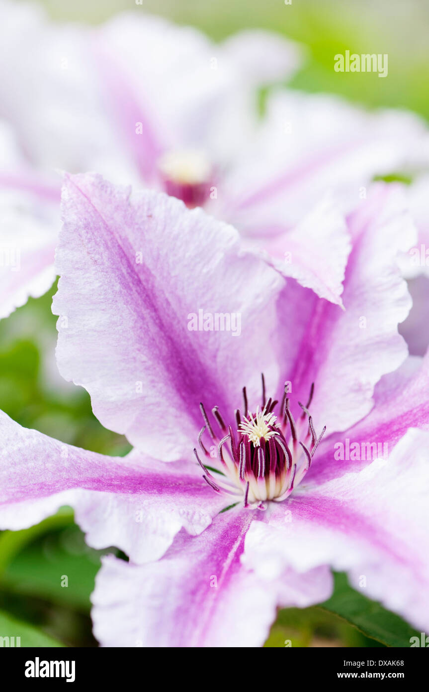 Clematis 'Ooh la la', 2 überlappende Blumen. Stockfoto