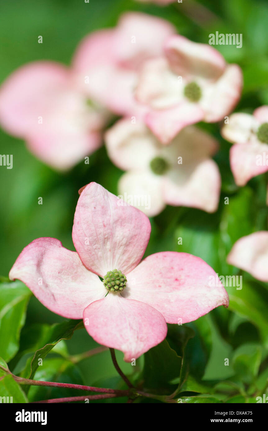 Rosa cornus florida Fotos und Bildmaterial in hoher Auflösung Alamy