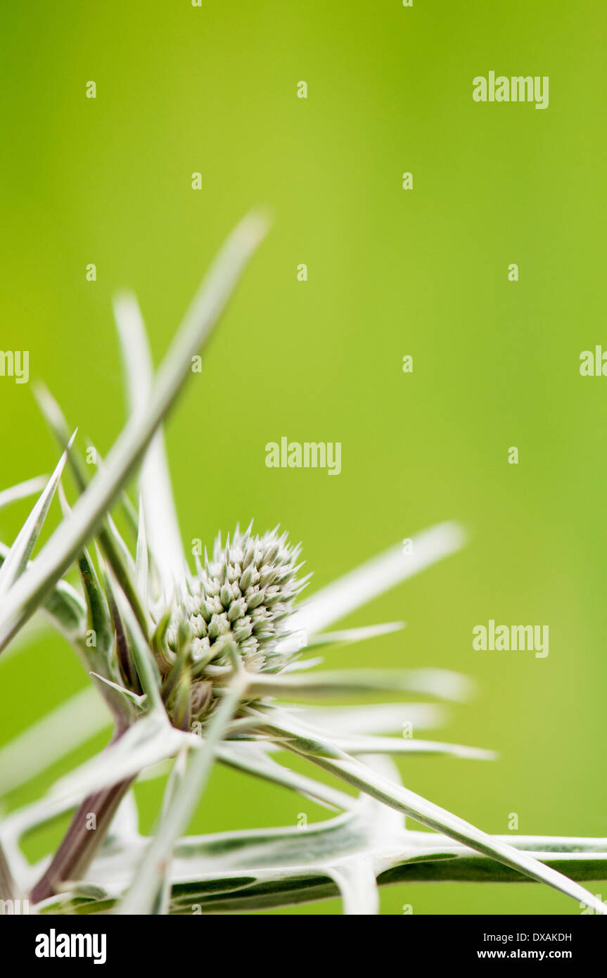 Meer Holly, Eryngium Variifolium Nahaufnahme Blume. , Stockfoto