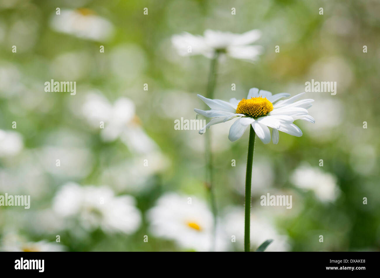 Daisy, Ochsen-Auge Daisy, Leucanthemum Vulgare, einzelne Stängel im Fokus. Stockfoto