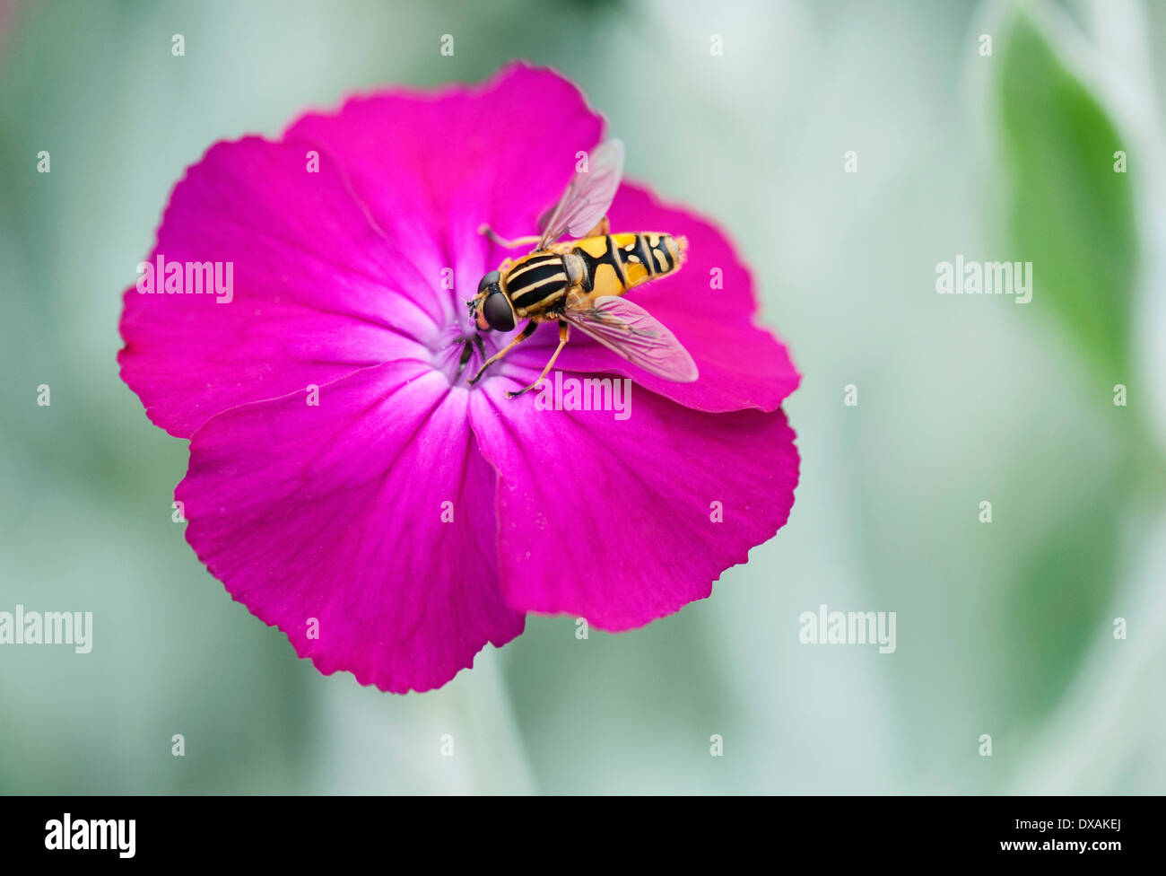 Rose Campion, Lychnis Coronaria, Hoverfly sammeln Nektar von Blumen. Stockfoto