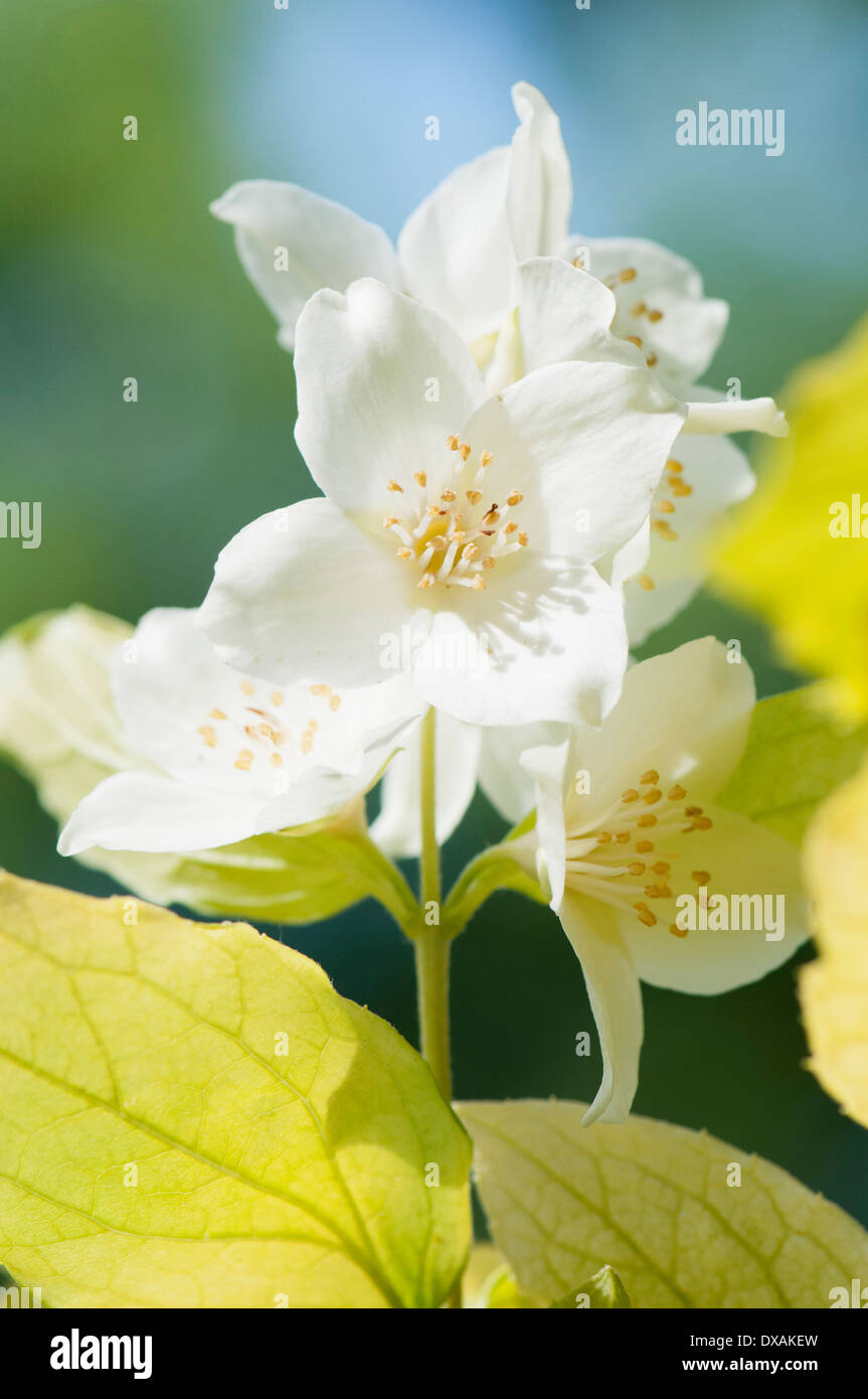 Mock Orange, Philadelphus Coronarius 'Aureus', Nahaufnahme von Blumen und Blätter gelb gefärbt. Stockfoto