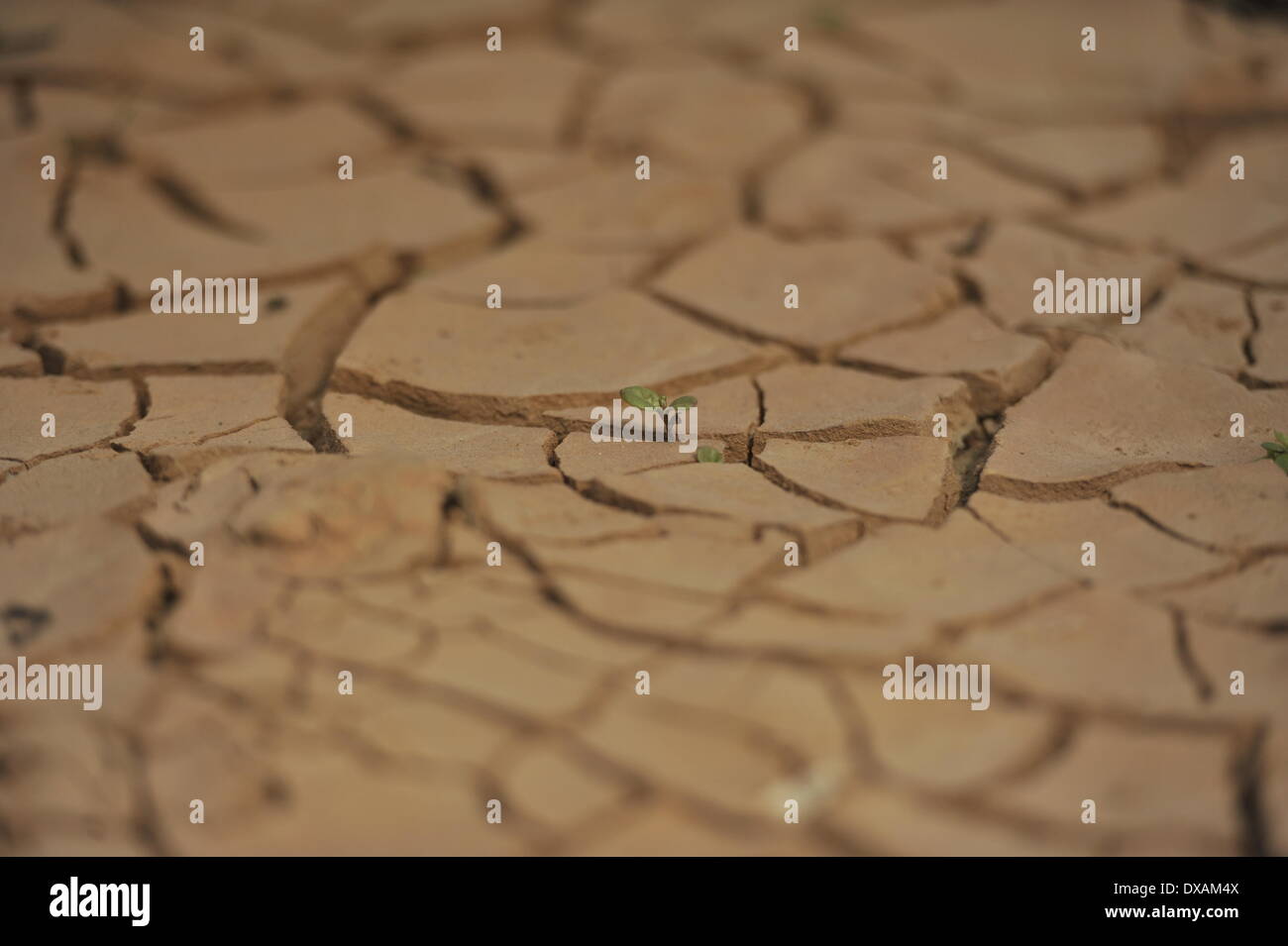 DHAKA, Bangladesch - 21 März: Hitze des kommenden Sommer die zerschmetterten Seeoberfläche ein Ergebnis von der sengenden Hitze. 22. März beobachtet wie World Water Day, die internationale Beachtung der World Water Day ist eine Initiative, die aus der 1992 UNO-Konferenz über Umwelt und Entwicklung (UNCED) in Rio De Janeiro wuchs. Das diesjährige Thema ist "identifizieren best Practices, die ein Wasser - und energieeffiziente"Grüne Branche"verwirklichen können." (Foto von Zakir Hossain Chowdhury / Pacific Press) Stockfoto