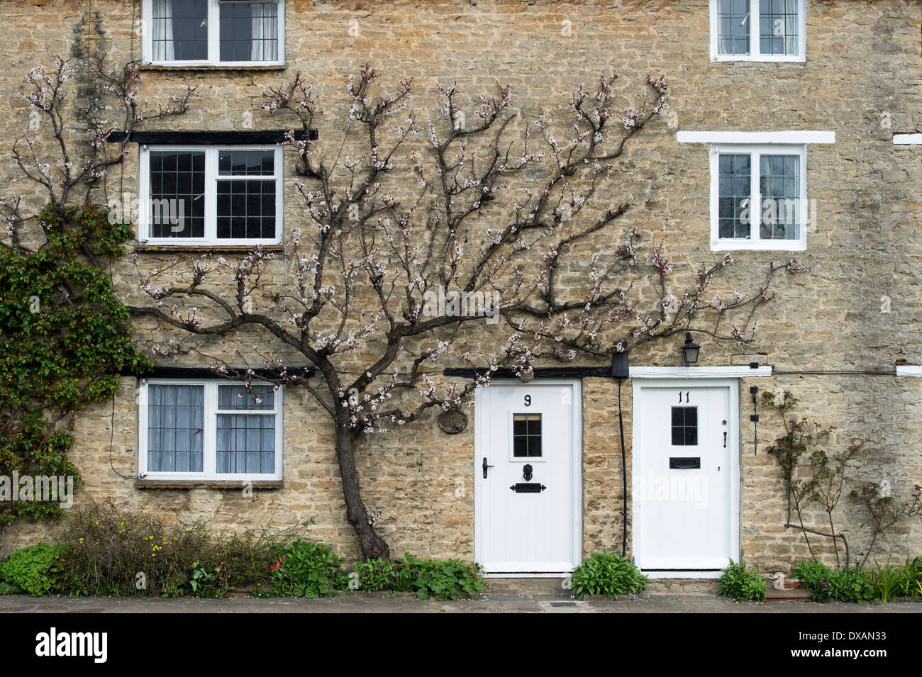 Prunus Armeniaca. Ventilator ausgebildet Aprikose Baum gegen eine Wand Steinhaus. Aynho, Northamptonshire, England Stockfoto