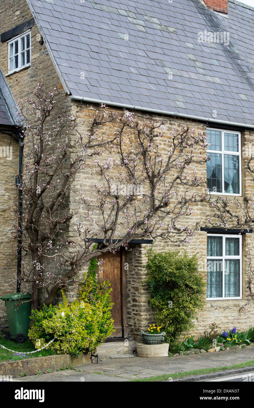 Prunus Armeniaca. Ventilator ausgebildet Aprikose Baum gegen eine Wand Steinhaus. Aynho, Northamptonshire, England Stockfoto