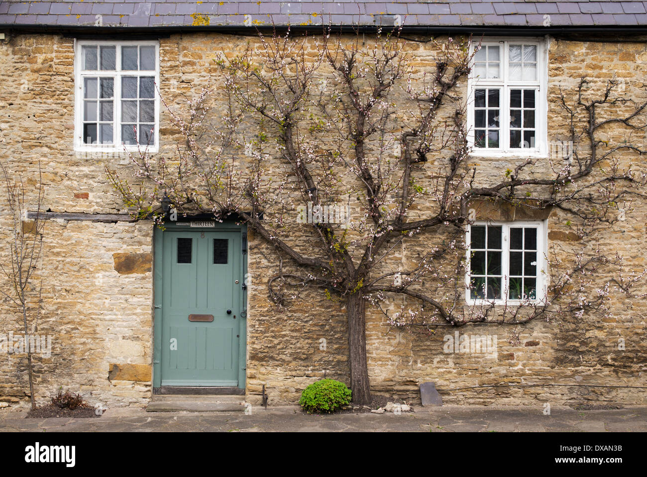 Prunus Armeniaca. Ventilator ausgebildet Aprikose Baum gegen eine Wand Steinhaus. Aynho, Northamptonshire, England Stockfoto