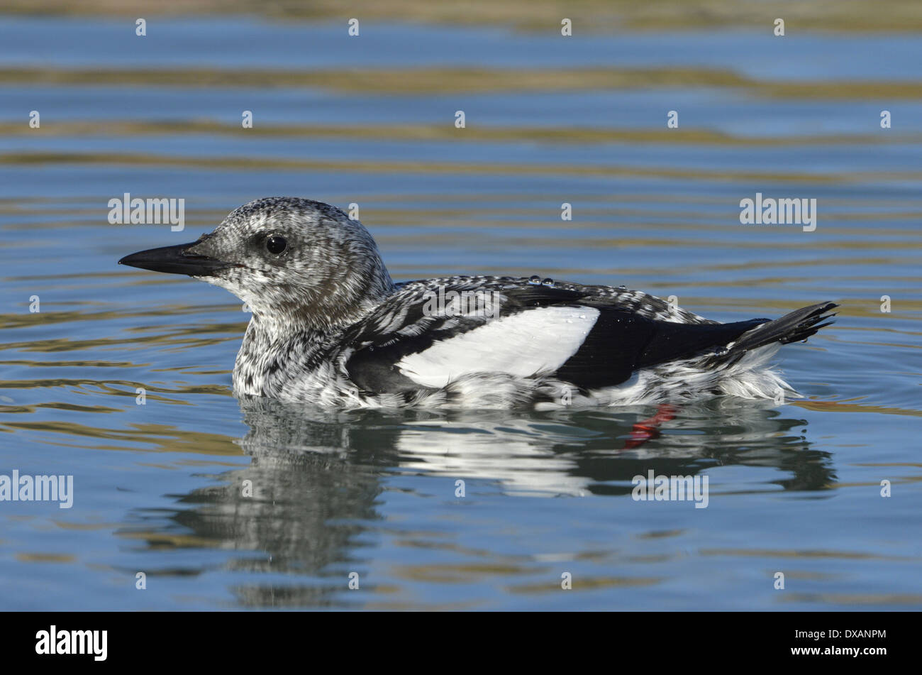 Black Guillemot Cepphus Grylle - Winterkleid Stockfoto