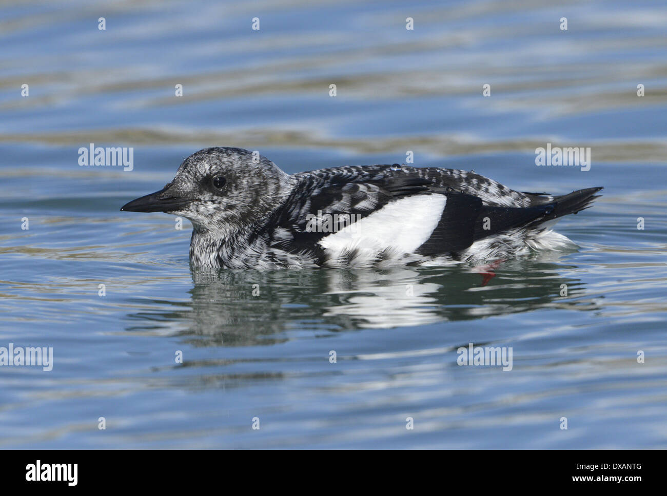 Black Guillemot Cepphus Grylle - Winterkleid. Stockfoto