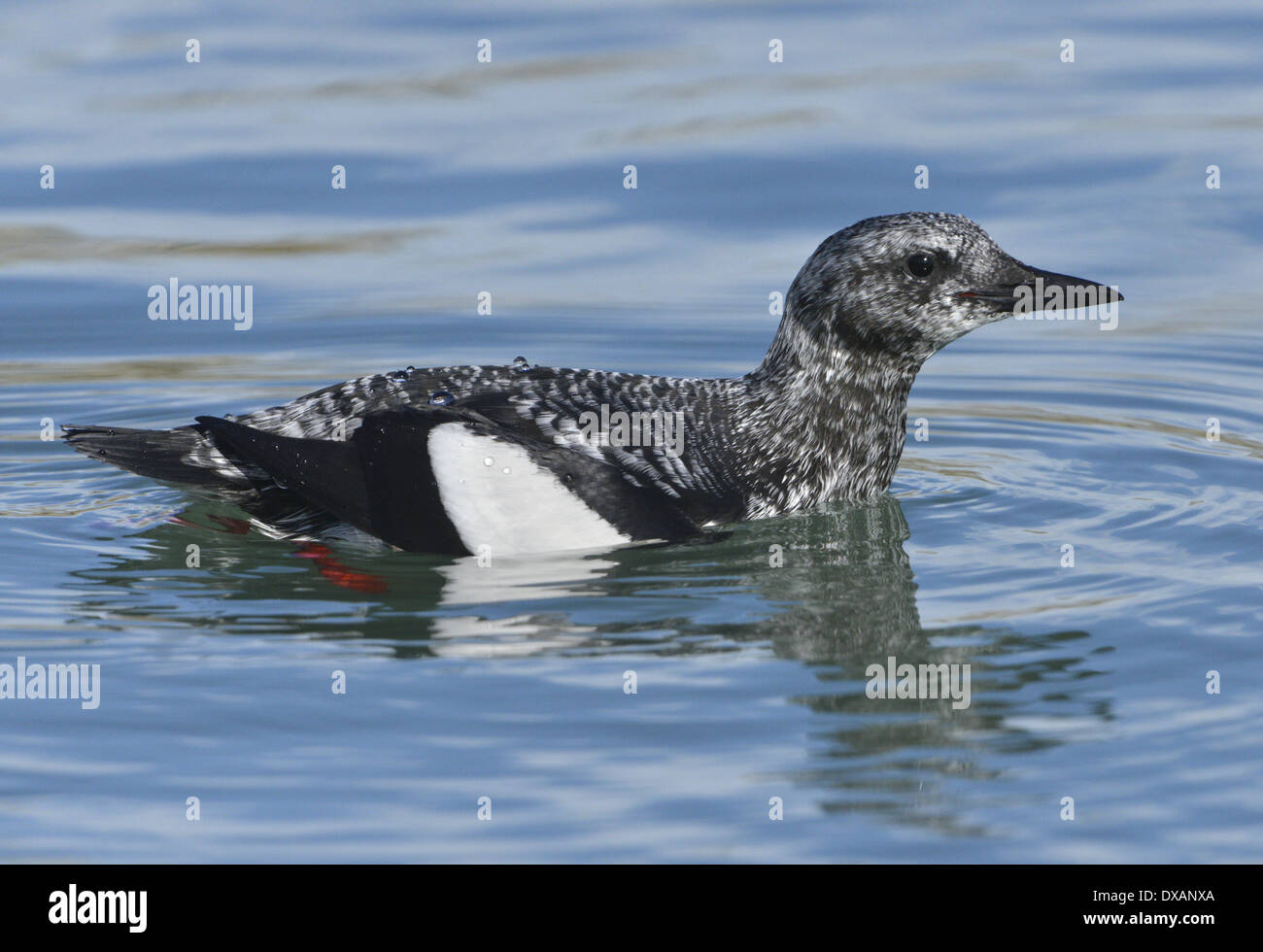 Black Guillemot Cepphus Grylle - Winterkleid. Stockfoto