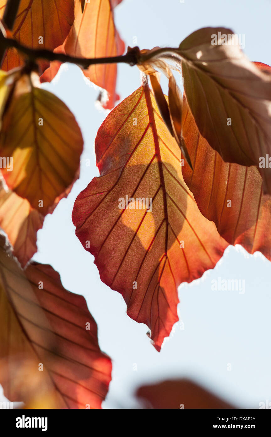 Buche, Blutbuche, Fagus Sylvatica Purpurea, bronze farbige Blätter am Baum. Stockfoto