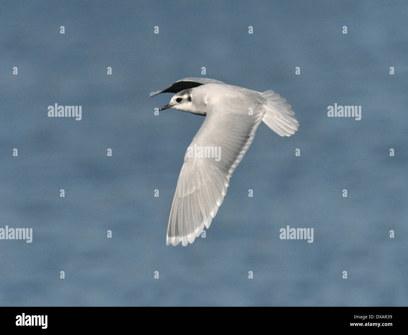 Kleine Möwe Hydrocoloeus Minutus - Winter Erwachsene. Stockfoto