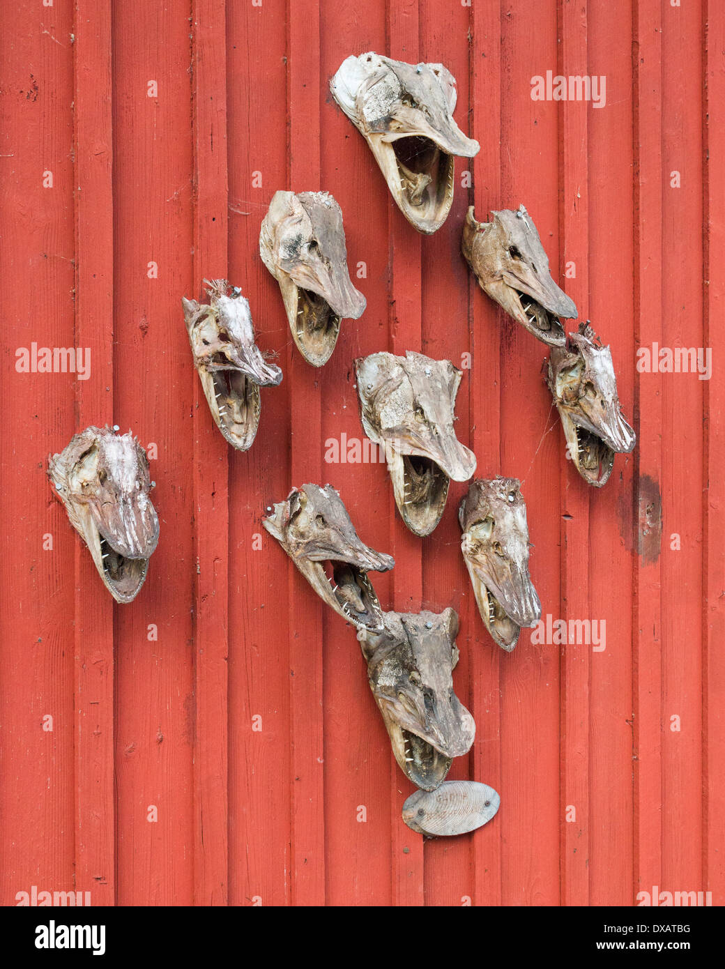 Hecht ("Gädda") Köpfe an der Wand ein Angeln auf der Insel Fjäderholmarna in den Stockholmer Schären vergossen Stockfoto