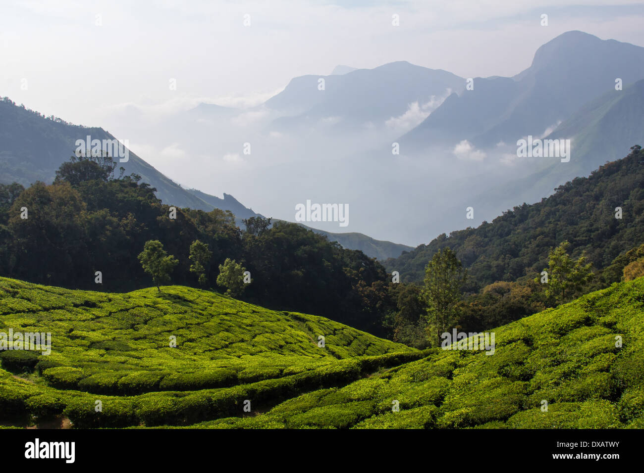 Teeplantagen in den Bergen von Munnar, Kerala, Indien Stockfoto